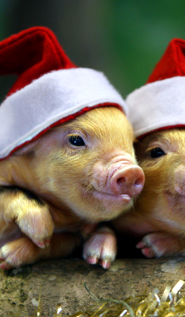 Два поросенка в новогодних шапках, символ нового года 2019 