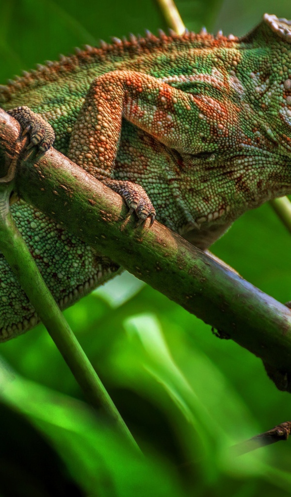 Большой зеленый хамелеон сидит на ветке