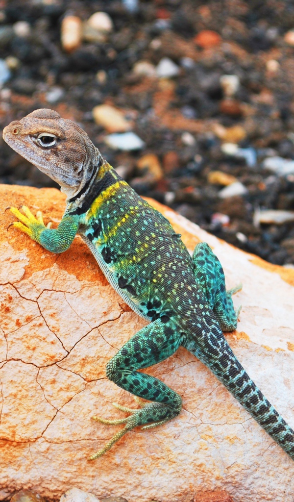 Красивая ошейниковая игуана на камне