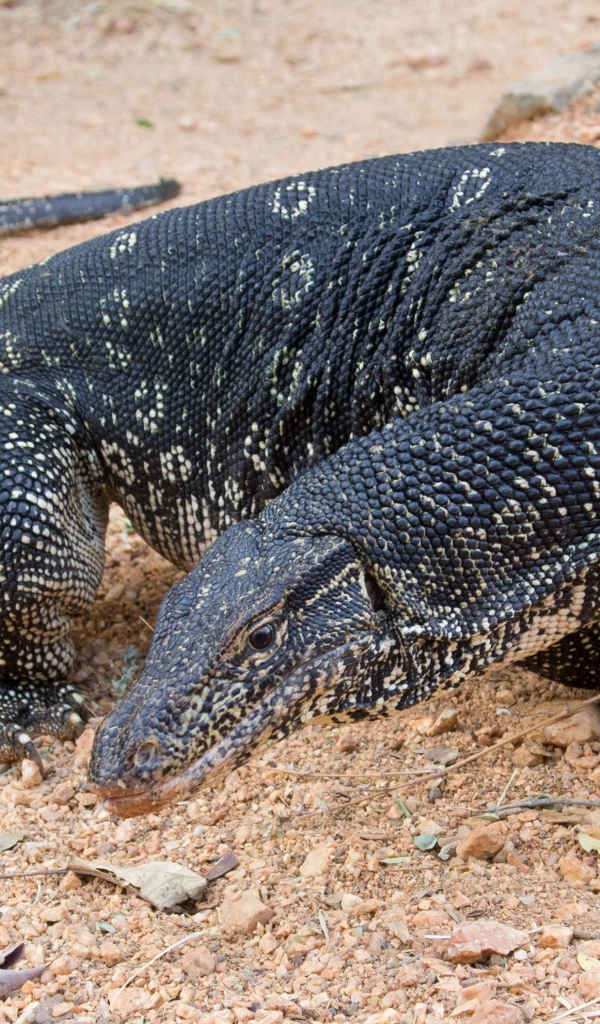 Большой дракон комодо  на песке