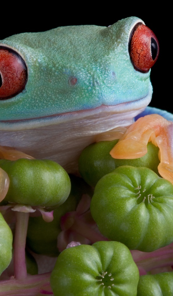 Большая зеленая лягушка с красными глазами