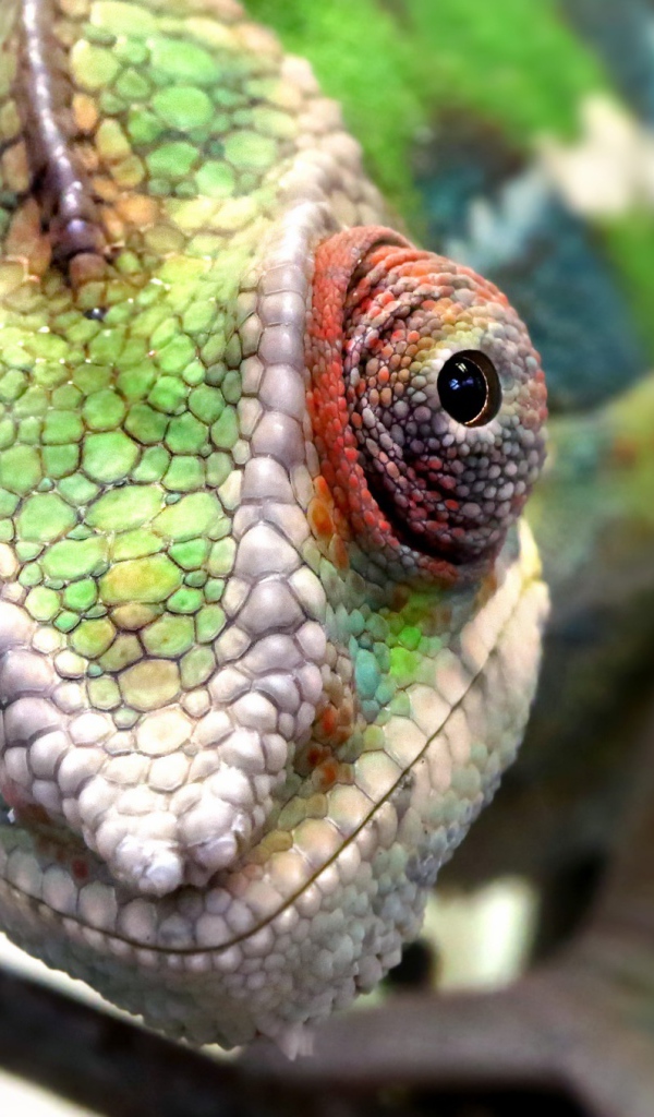 Голова хамелеона крупным планом