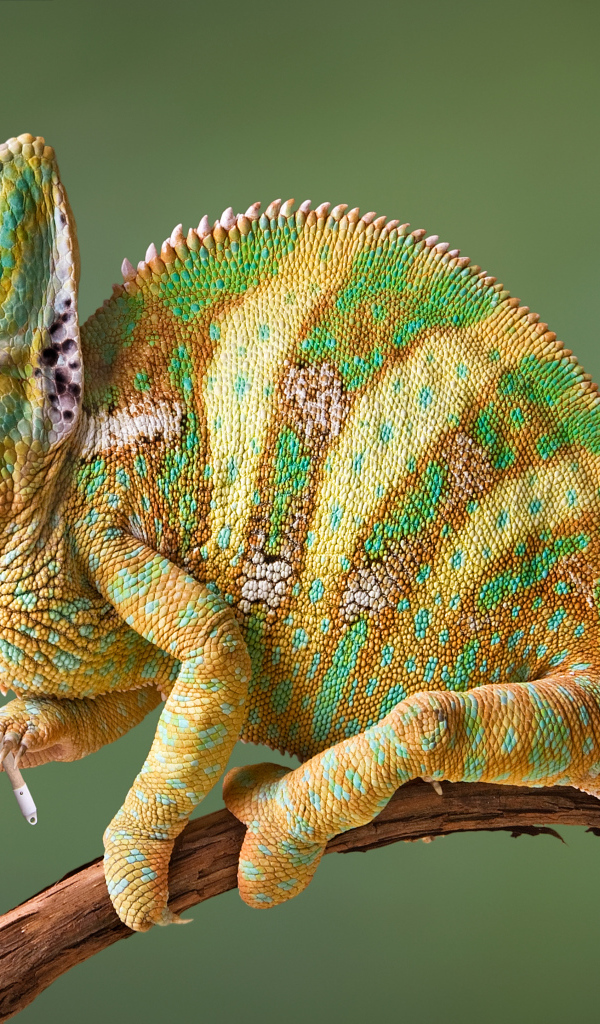 Хамелеон на ветке ловит бабочку сачком