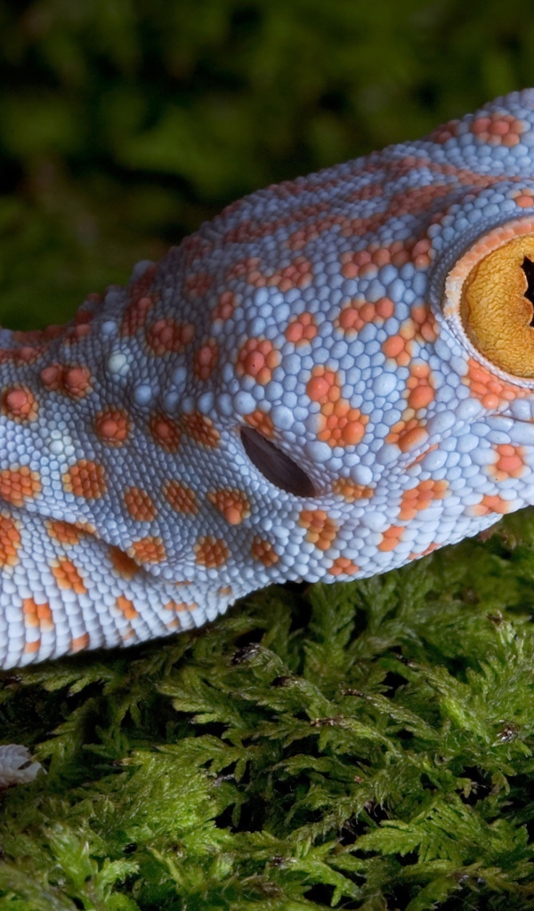 Геккон с большими желтыми глазами