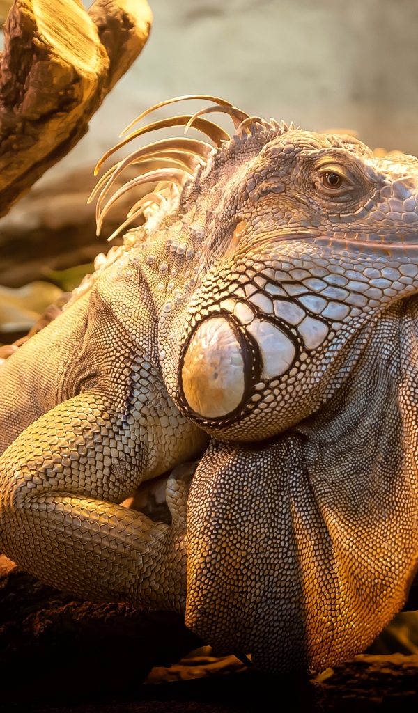 Гигантская игуана сидит на дереве