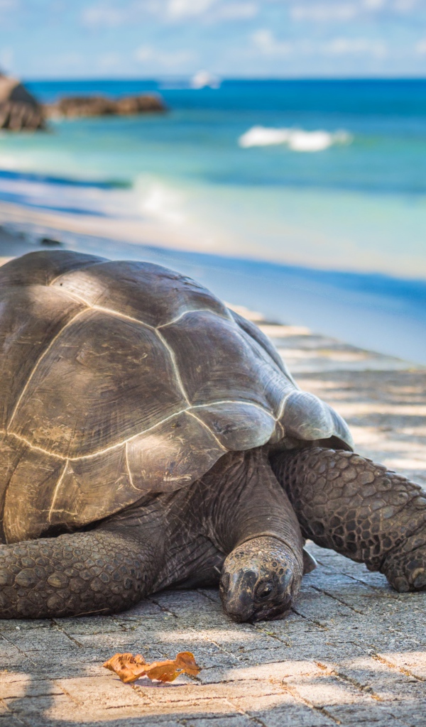 Гигантская черепаха на берегу