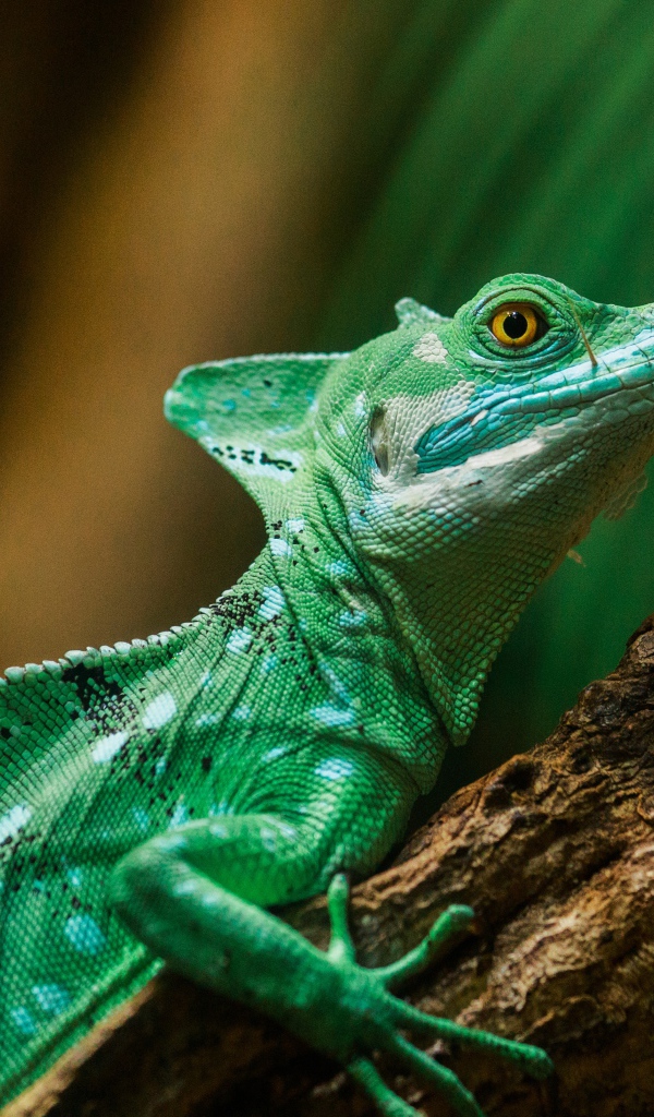 Зеленая игуана на стволе дерева