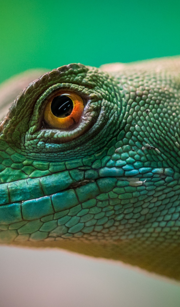 Голова зеленой ящерицы крупным планом