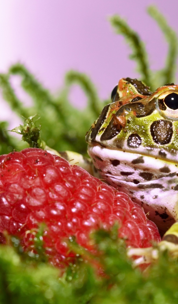 Рогатая жаба с большой спелой ягодой малины