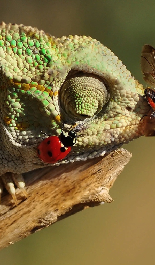 Божьи коровки сидят на зеленом хамелеоне 