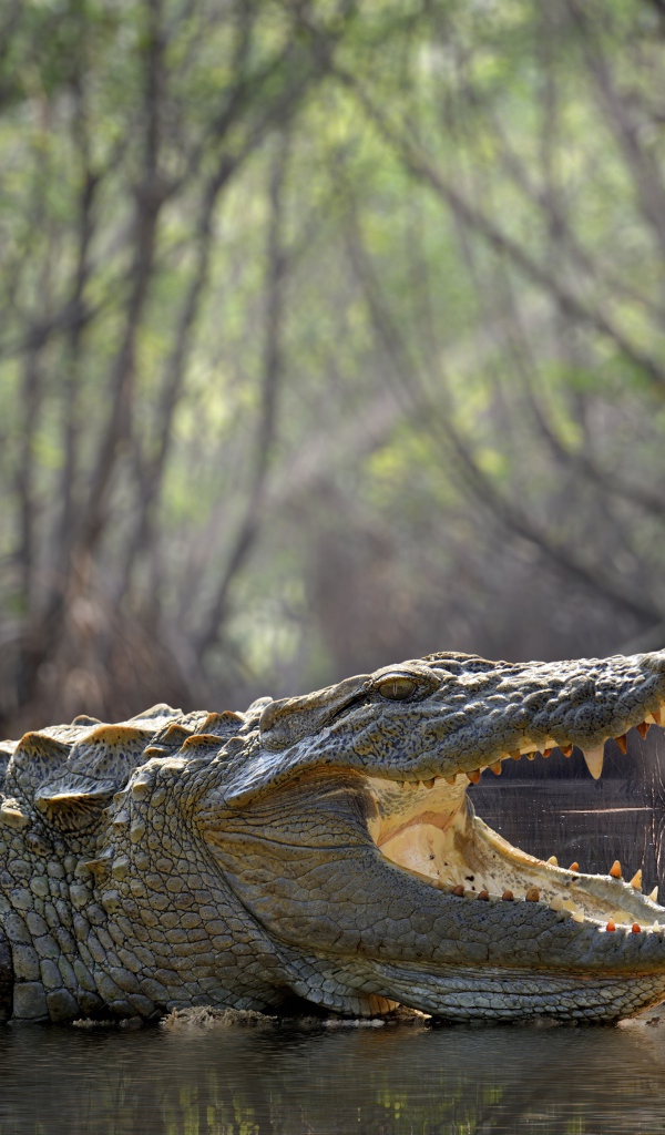 Большой крокодил с открытой пастью в воде 