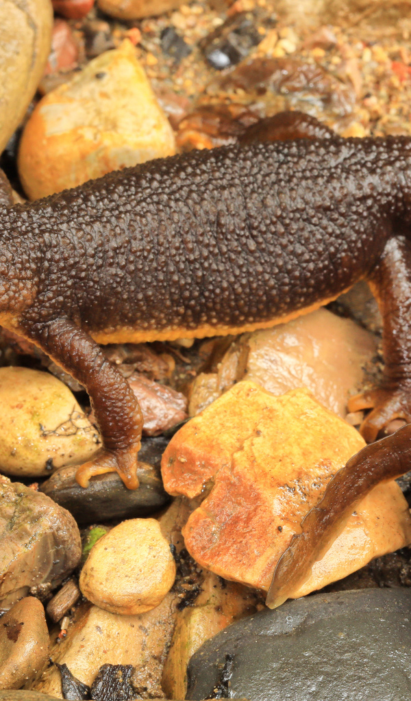 Маленькая коричневая ящерица на камнях 