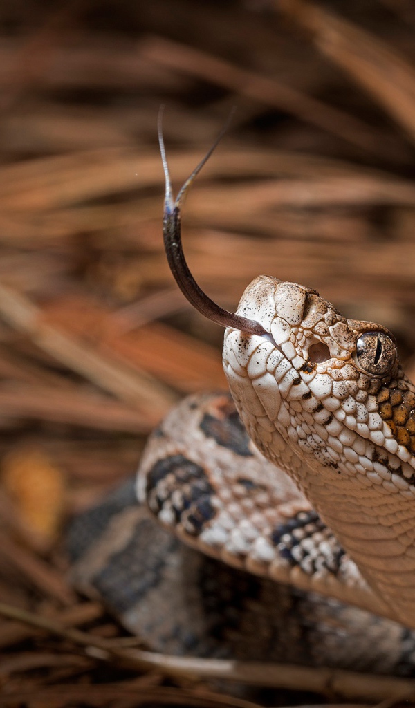 Змея с высунутым языком 