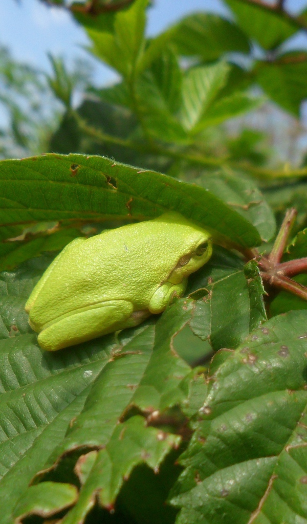 Зеленая жаба сидит на большом листе