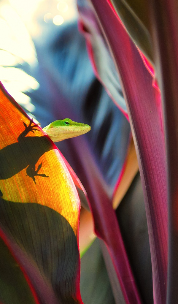 Маленькая зеленая ящерица сидит на большом листе