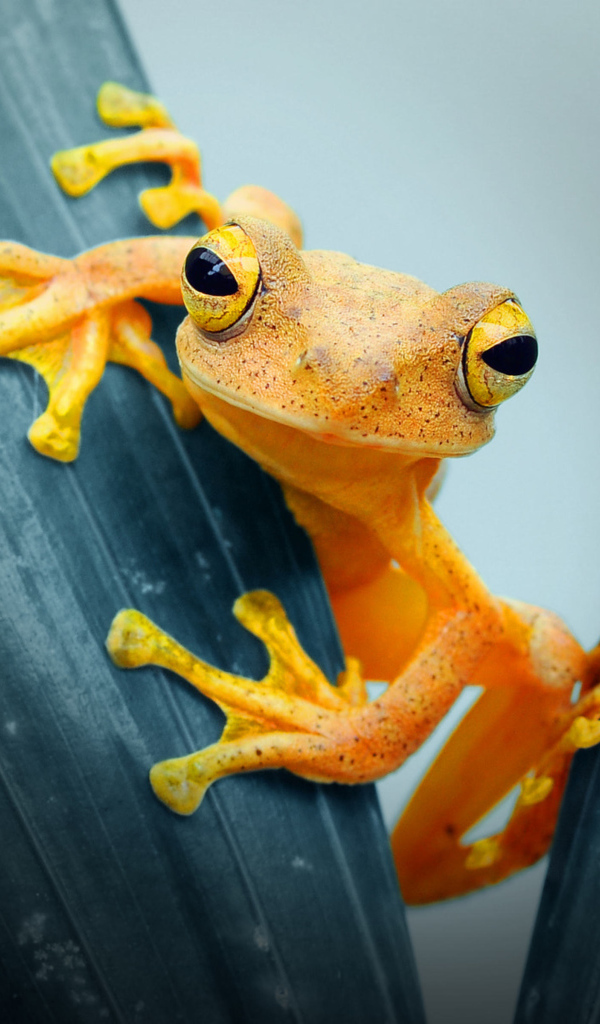 Оранжевая лягушка сидит на листе