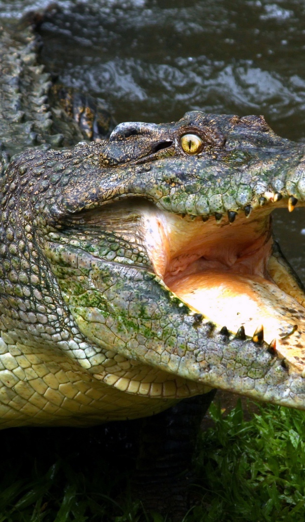 Зубастый крокодил с открытой пастью у водоема