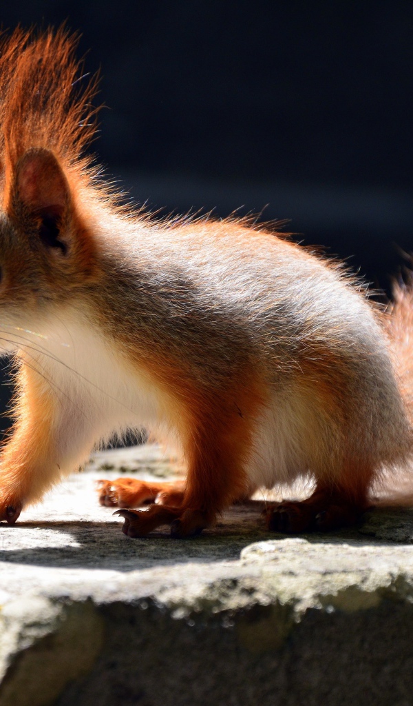 Маленькая белочка в лучах солнца