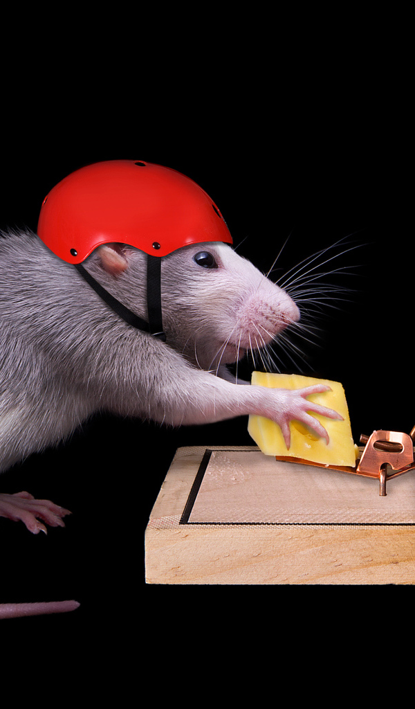 Крыса в шлеме ворует сыр из мышеловки