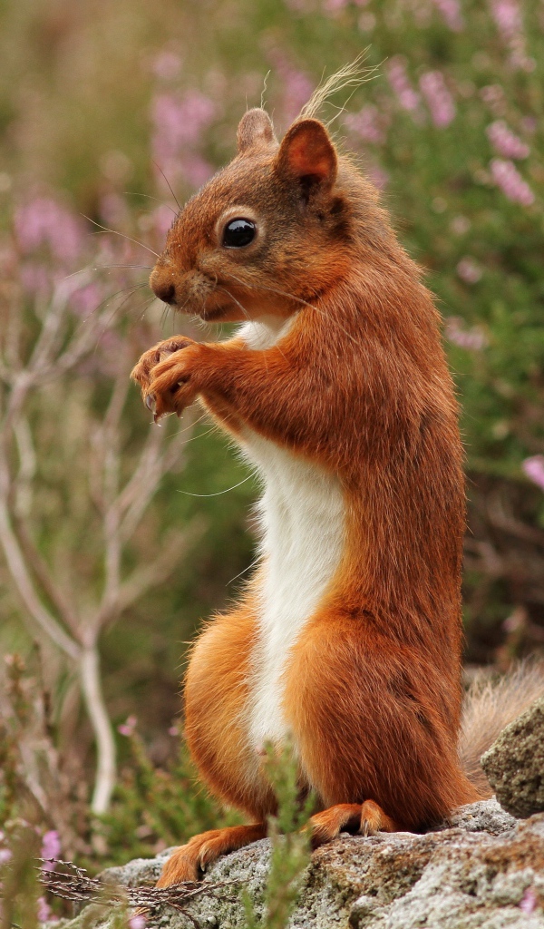 Маленькая рыжая белка стоит на камне