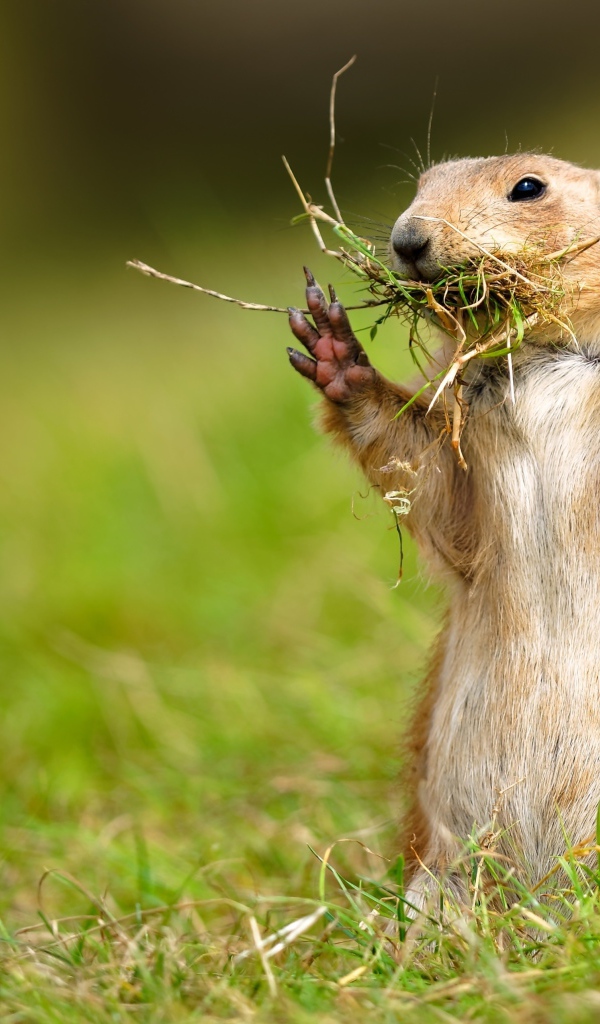 Чернохвостая луговая собачка ест траву
