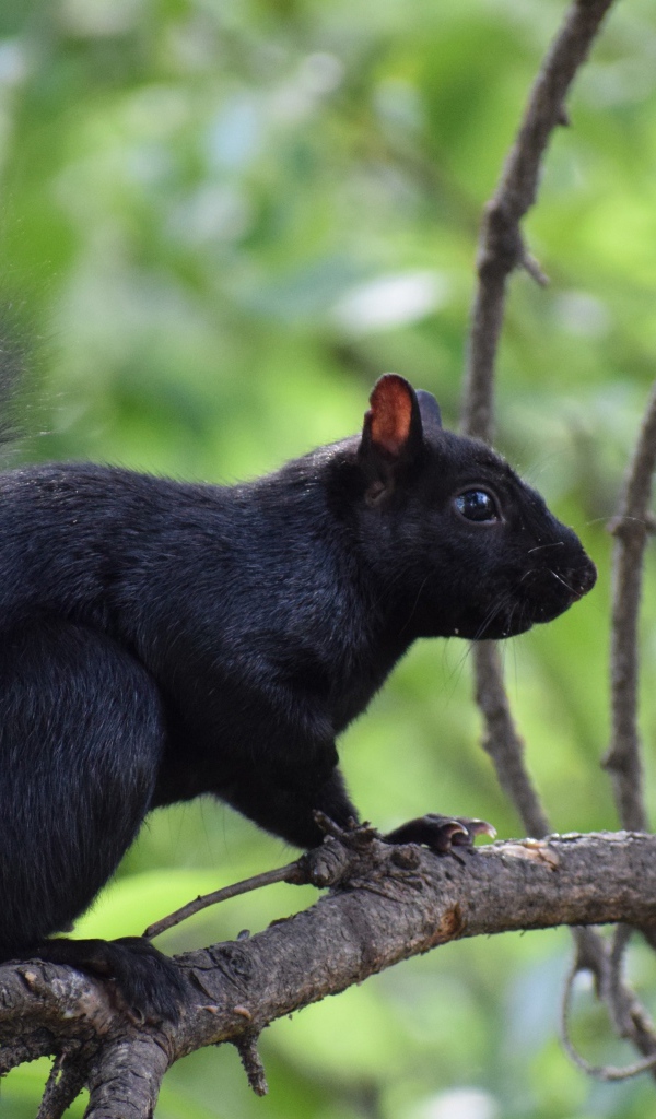 Черная белка сидит на ветке дерева