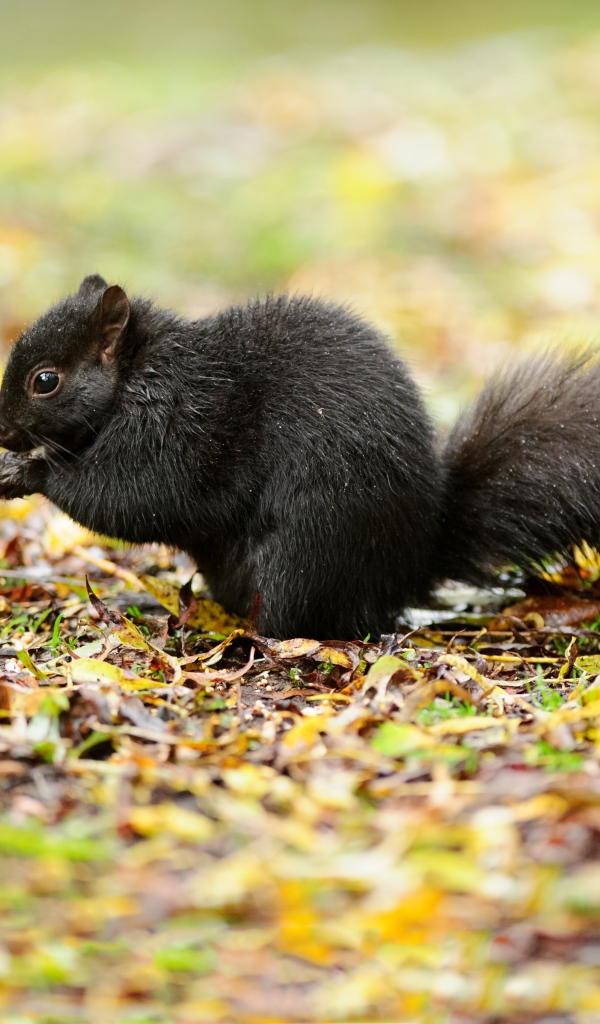 Черная белка сидит на желтой листве