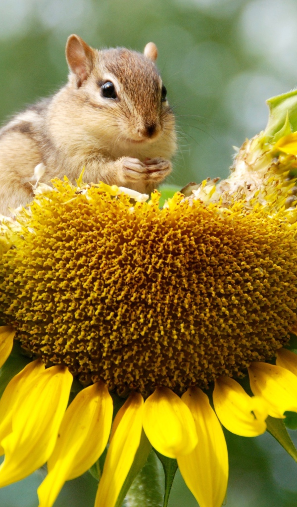 Бурундук грызет желтый подсолнух