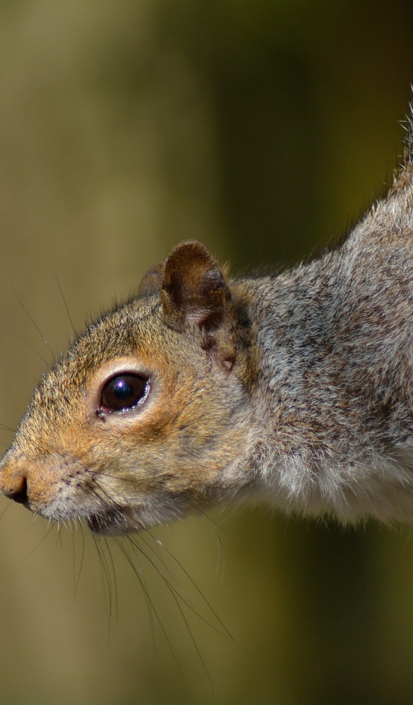 Любопытная белка на дереве
