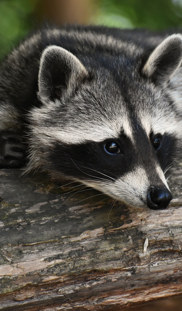 Милый енот лежит на дереве