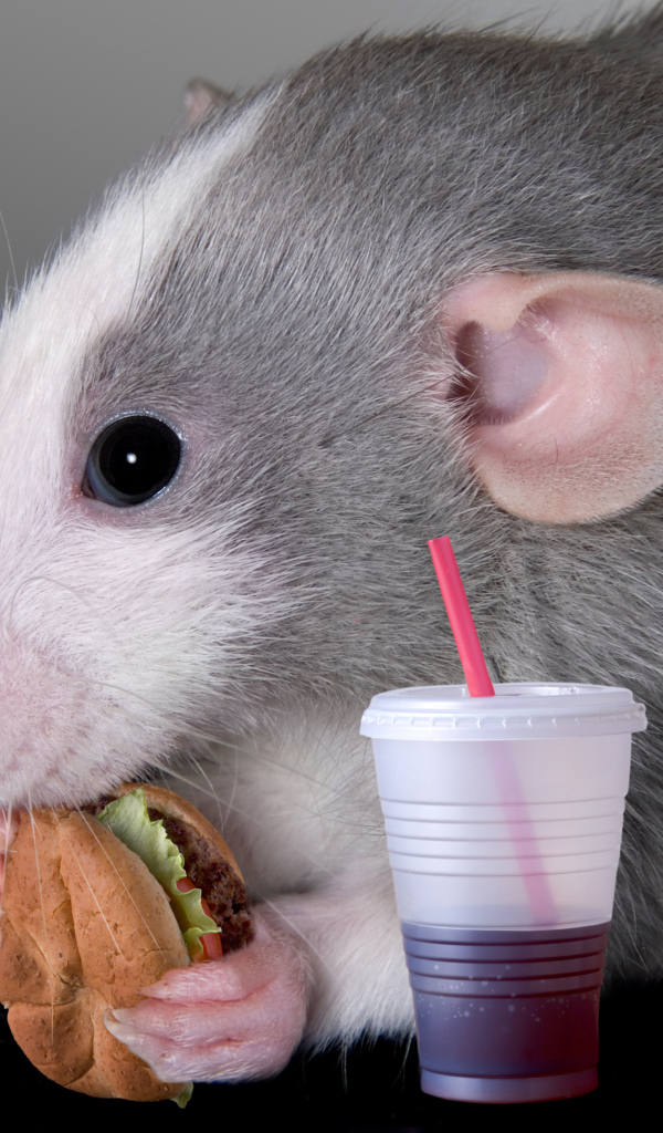 Серая декоративная крыса с сэндвичем и соком