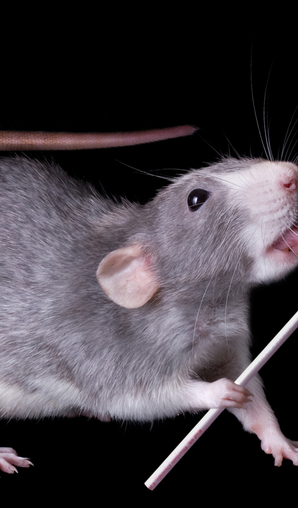 Серая крыса с леденцом на черном фоне