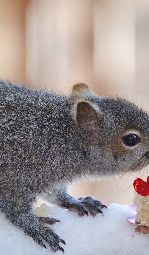 Серой белке подарили торт из хлеба
