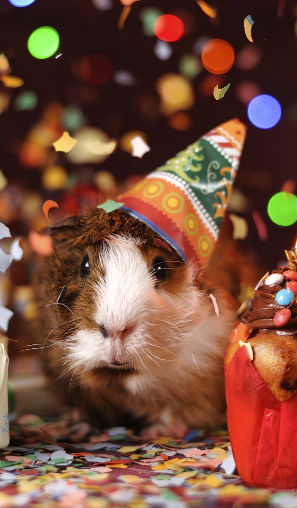 Морская свинка с подарком и праздничным кексом