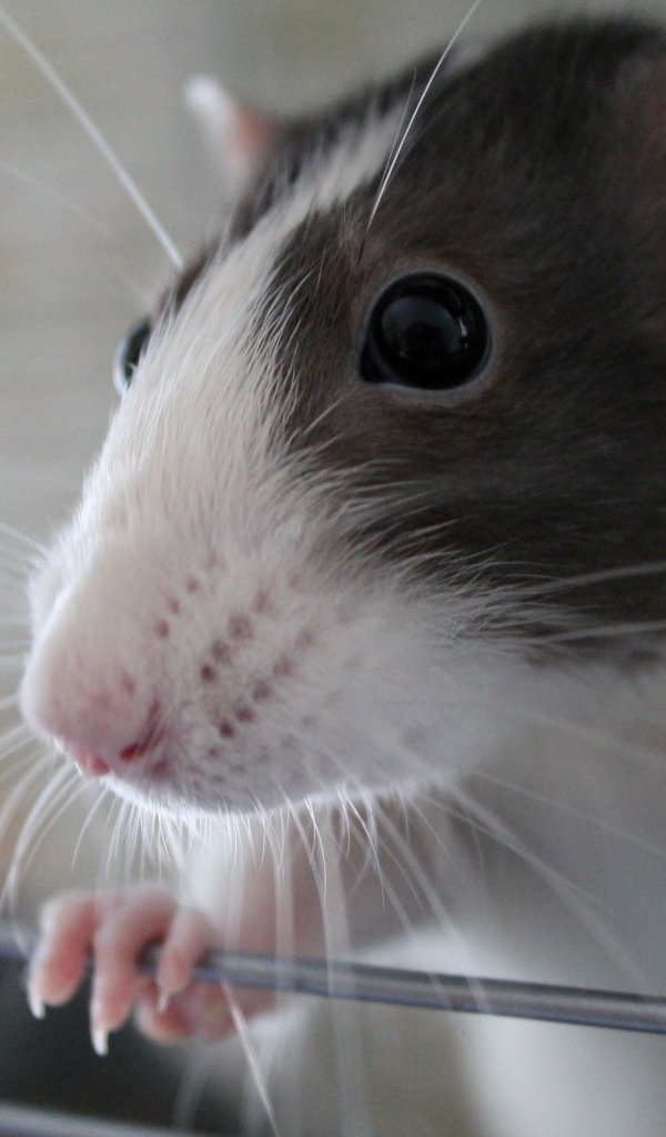 Маленькая домашняя крыса крупным планом