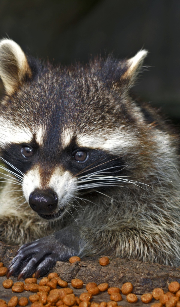 Енот грызет сухой корм
