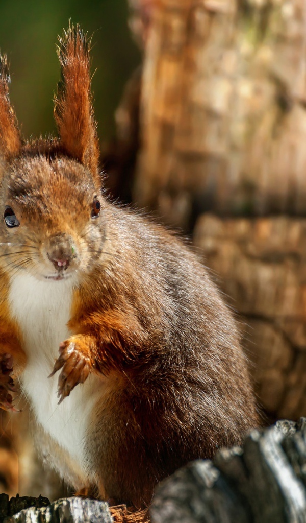 Рыжая белка на сухом дереве крупным планом 