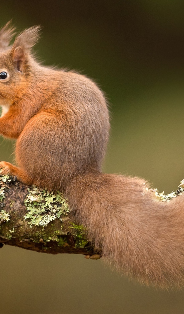 Рыжая белка на ветке дерева 