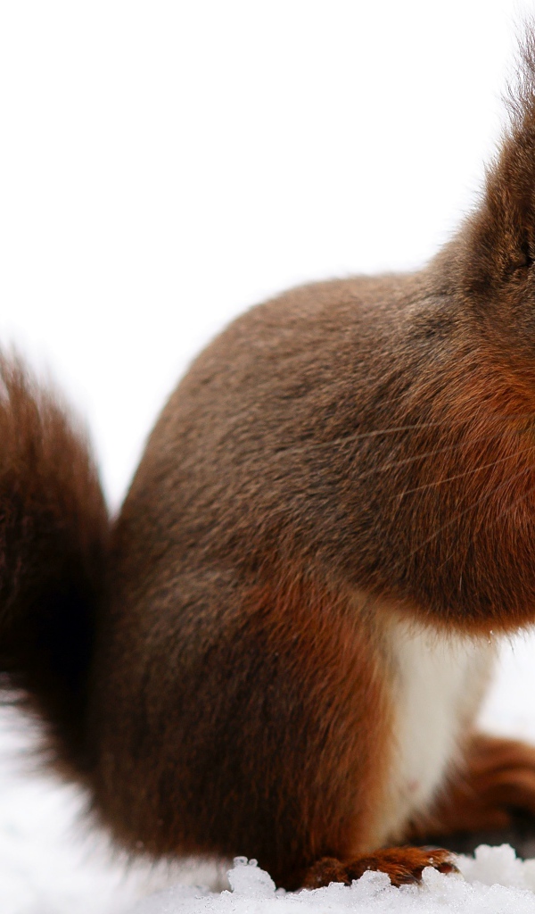 Рыжая белка сидит на снегу