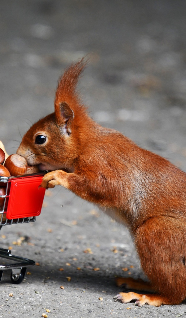 Рыжая белка с тележкой с лесными орехами