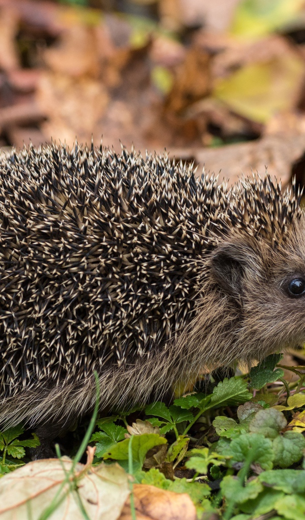 Колючий еж на земле с сухими листьями осенью 