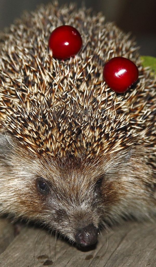 Колючий ежик с черешнями на иголках