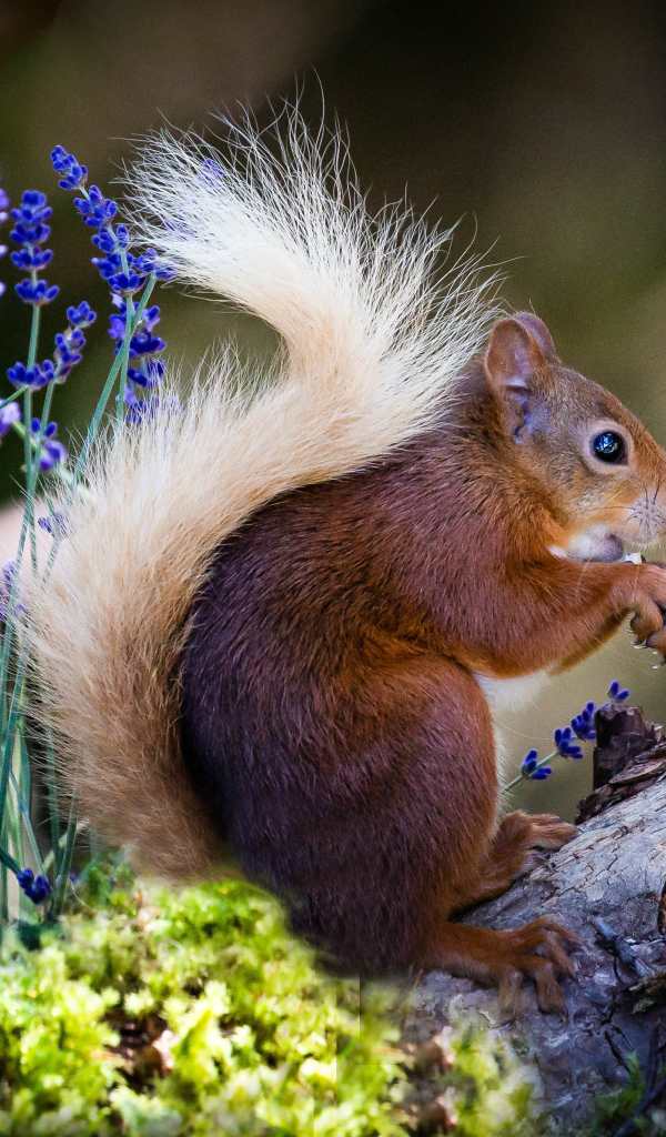Белка сидит на ветке с голубыми цветами