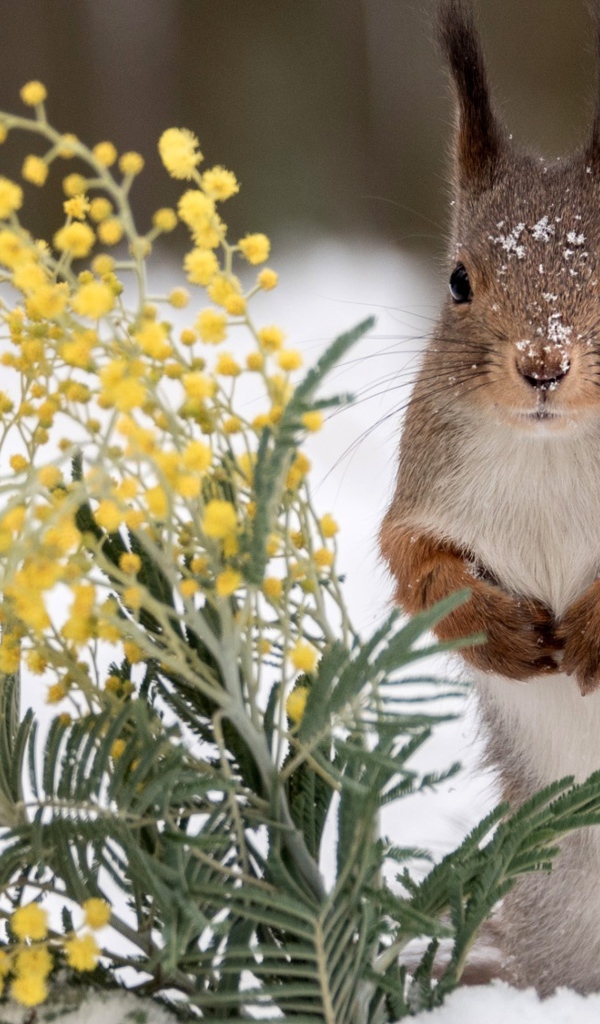 Белка с веткой мимозы на снегу 