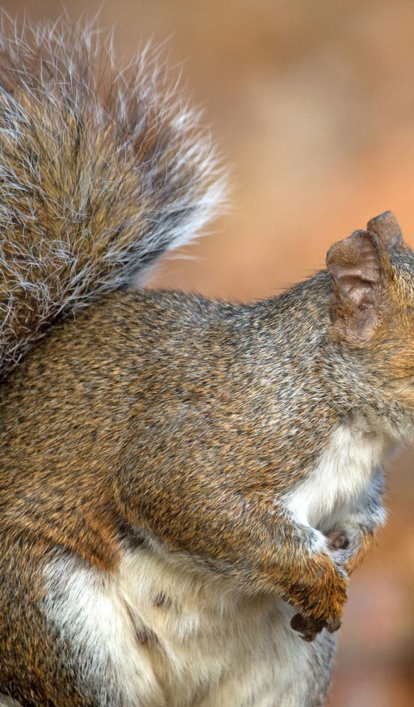 Белка с пушистым хвостом на дереве