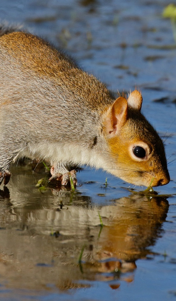 Белка отражается в воде