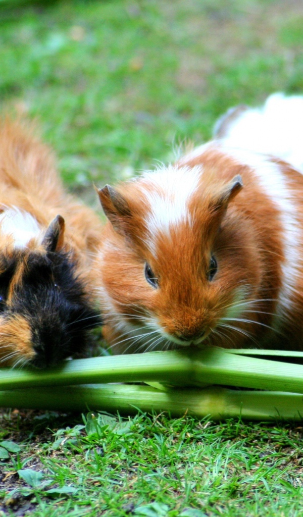 Три морские свинки грызут зеленую траву