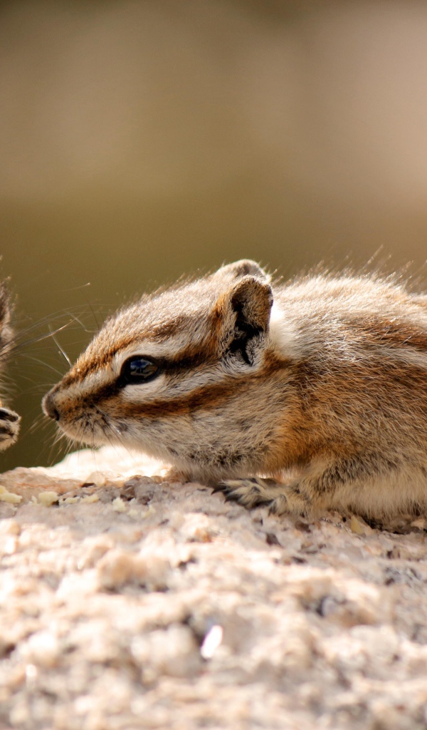 Два милых бурундука едят печенье