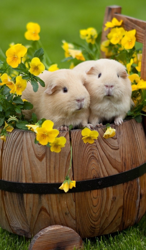 Две морские свинки сидят на бочке с цветами 