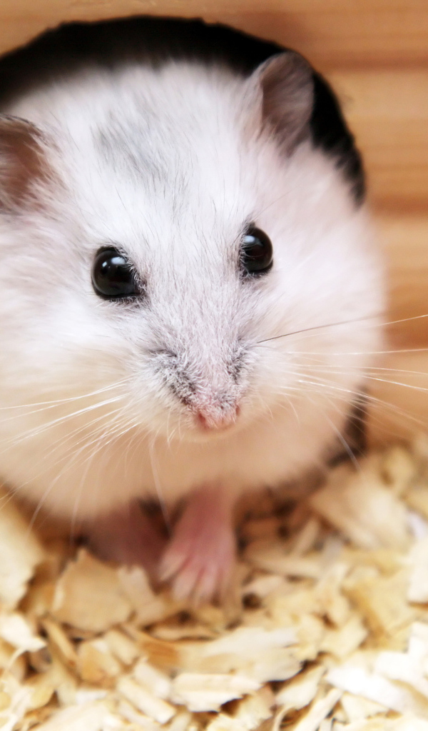 Белый хомяк в домике крупным планом